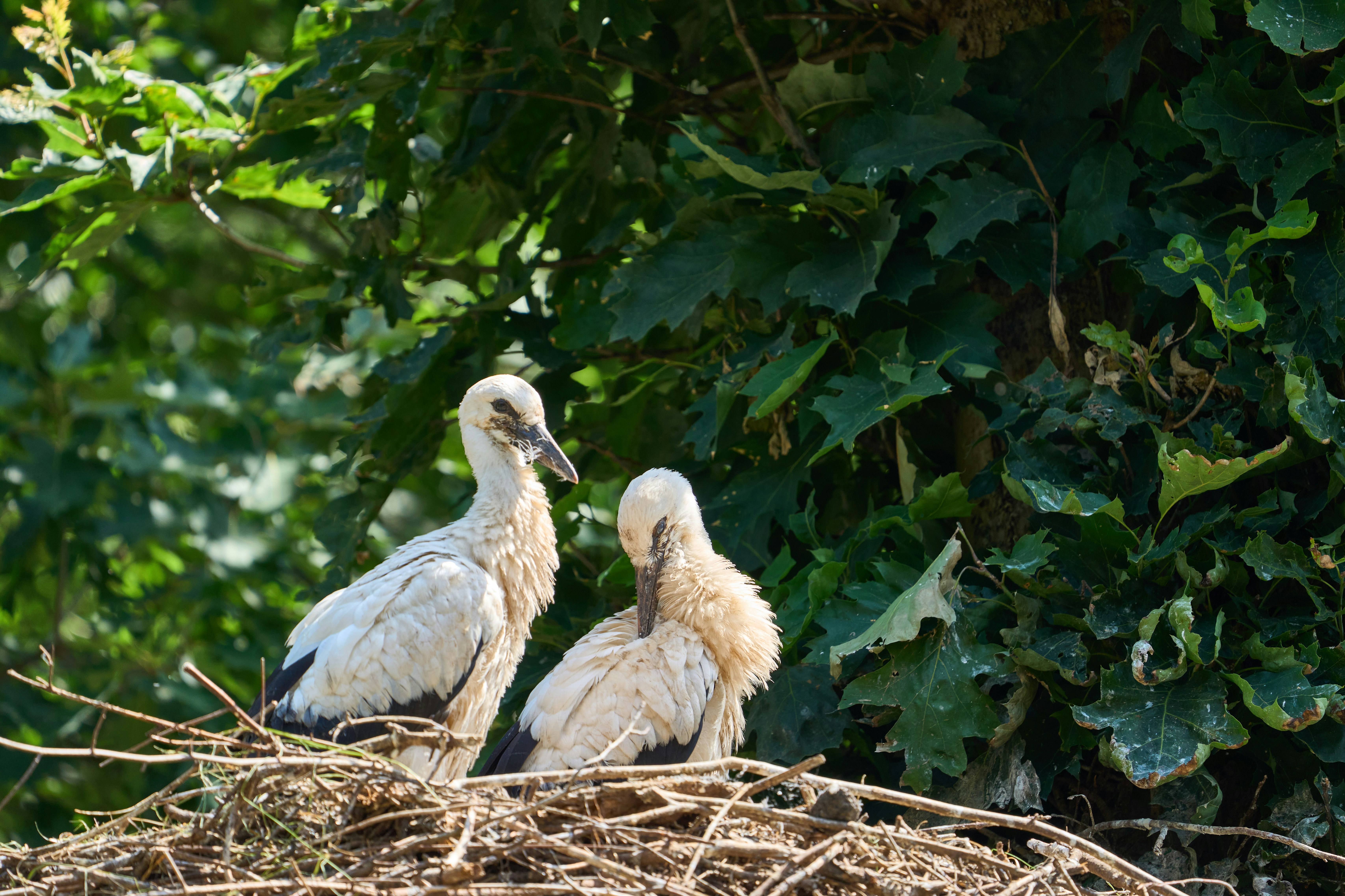 Photo by wolfgang_hasselmann