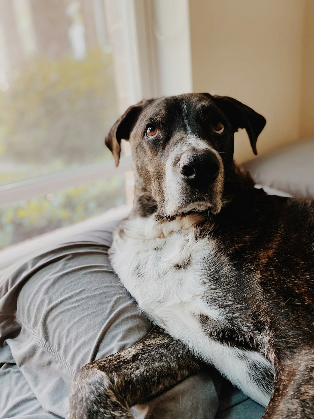 a dog sitting on a couch