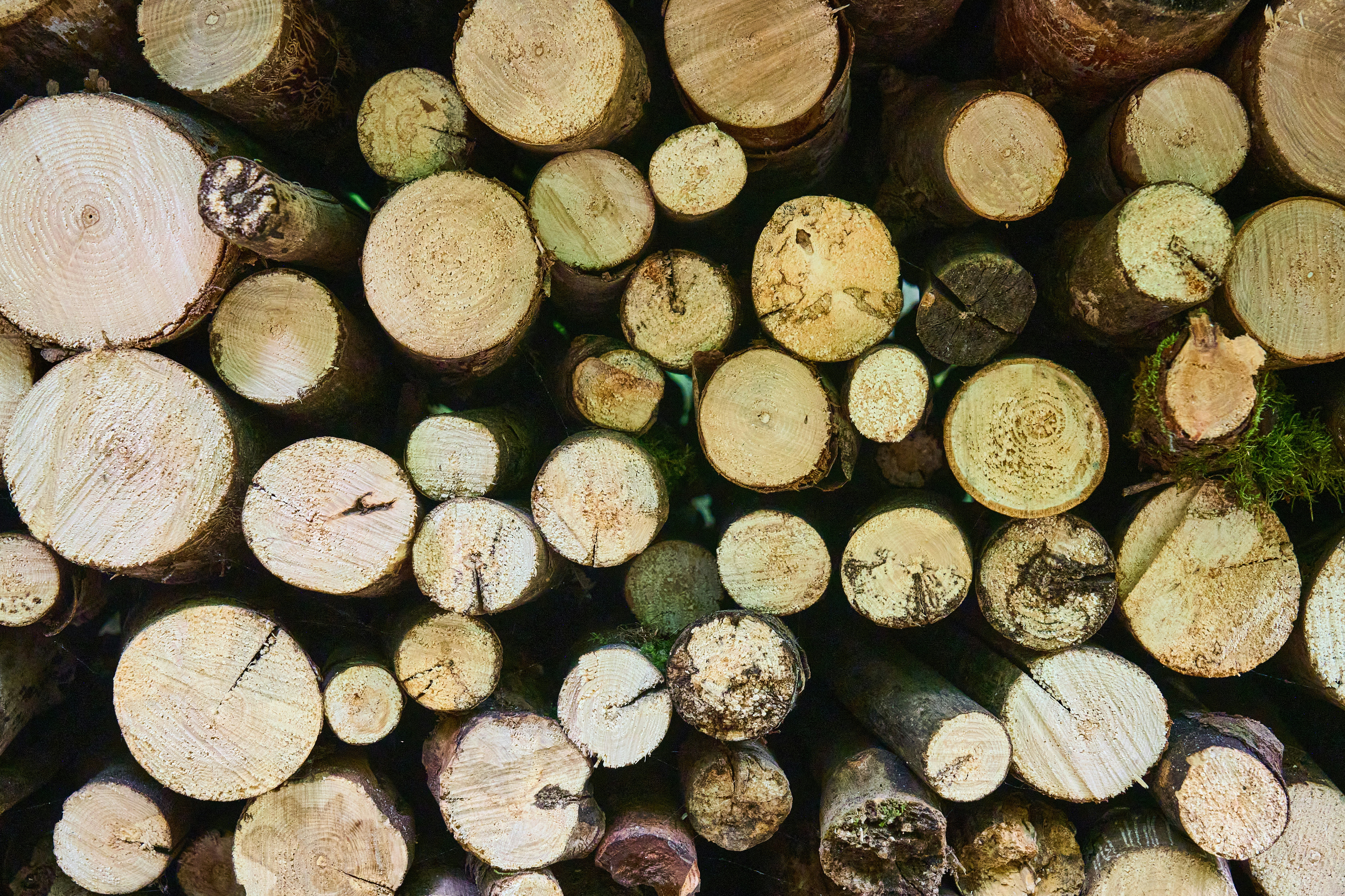 Photo by wolfgang_hasselmann