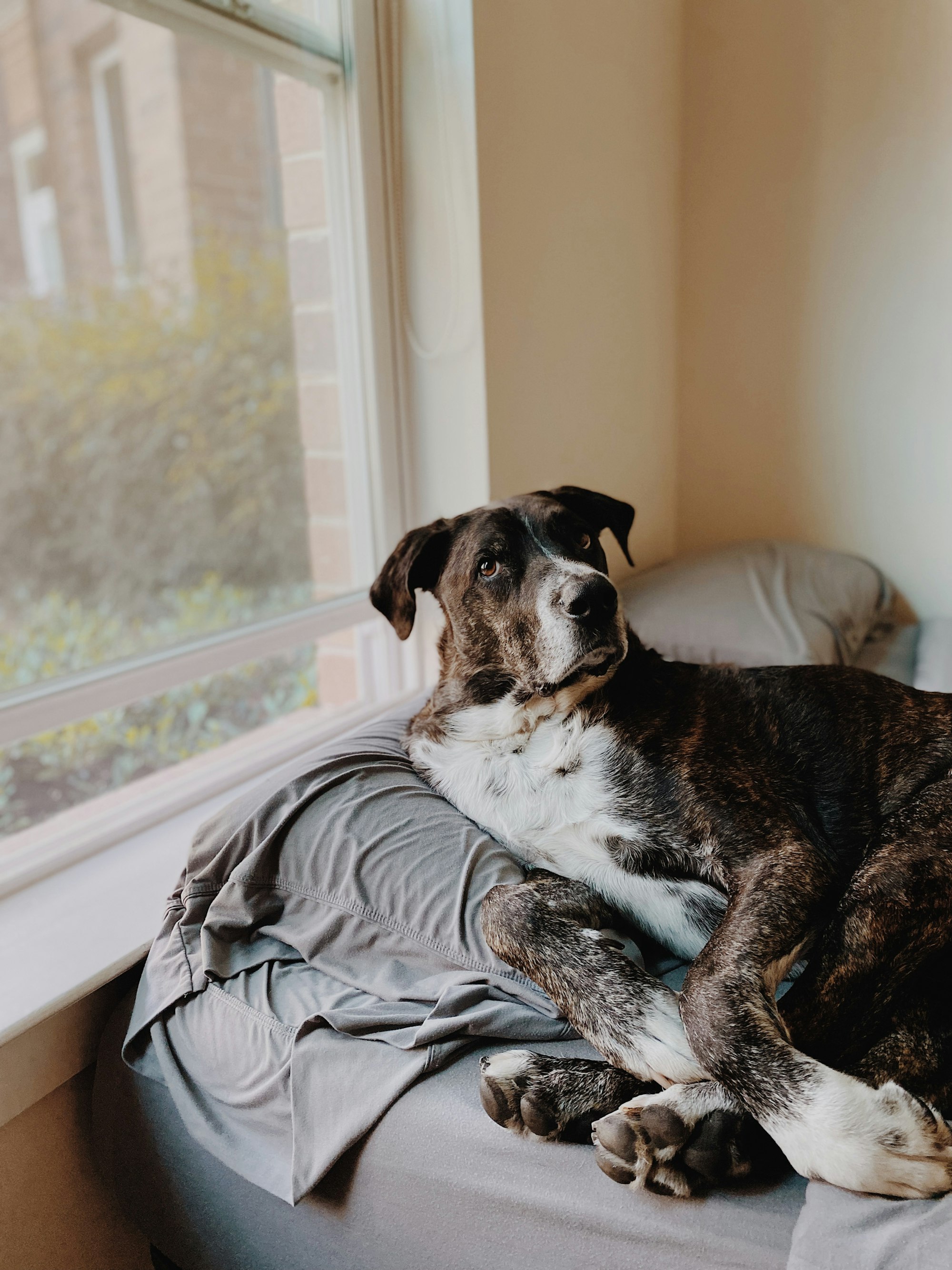 a dog lying on a couch