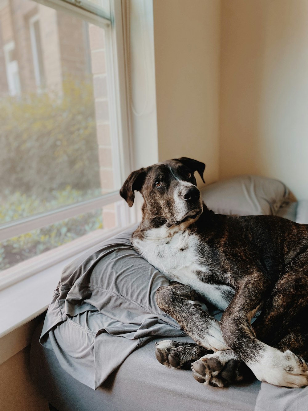 a dog lying on a couch