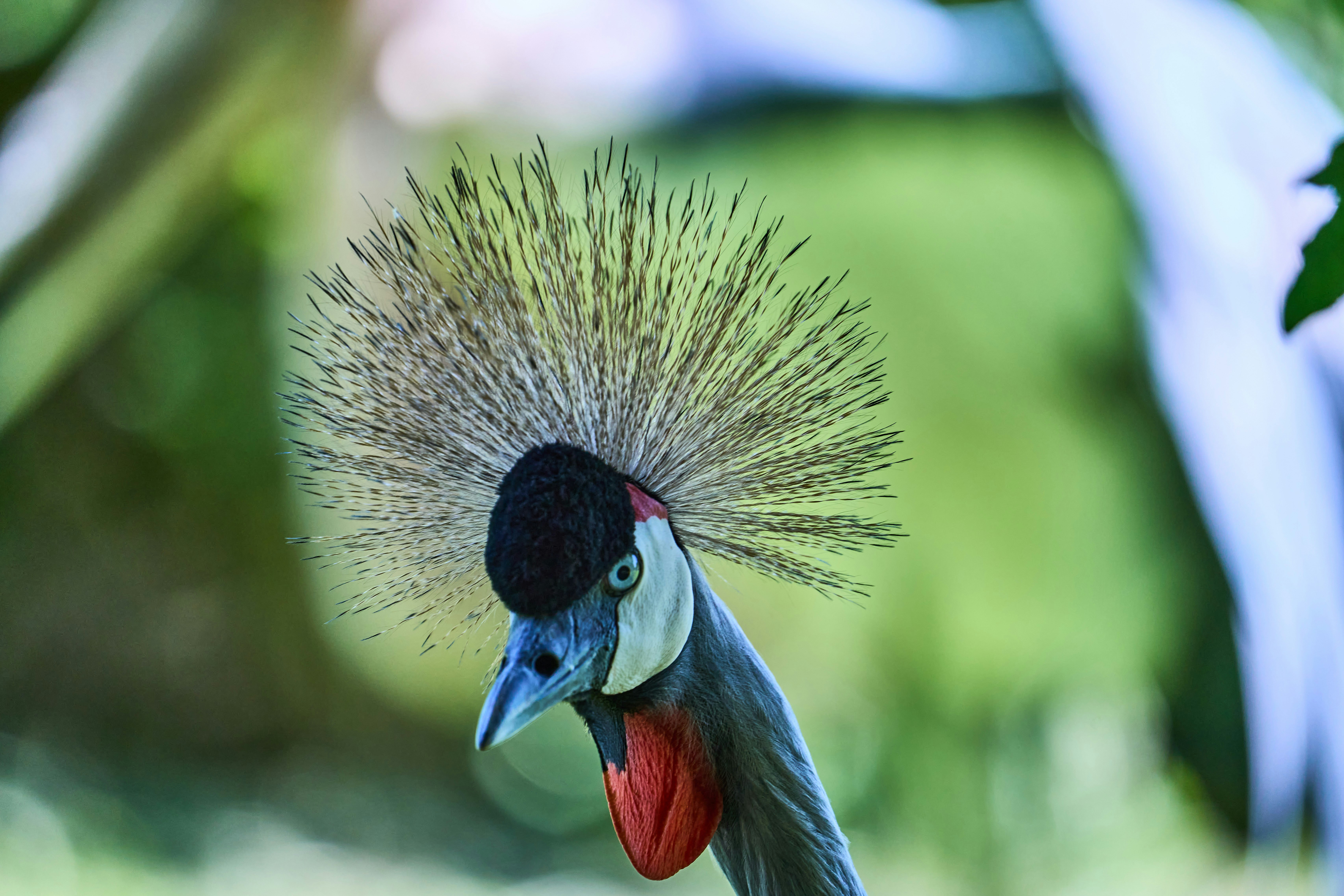 Photo by wolfgang_hasselmann