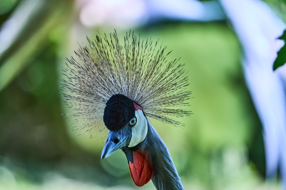 Un oiseau à la tête colorée