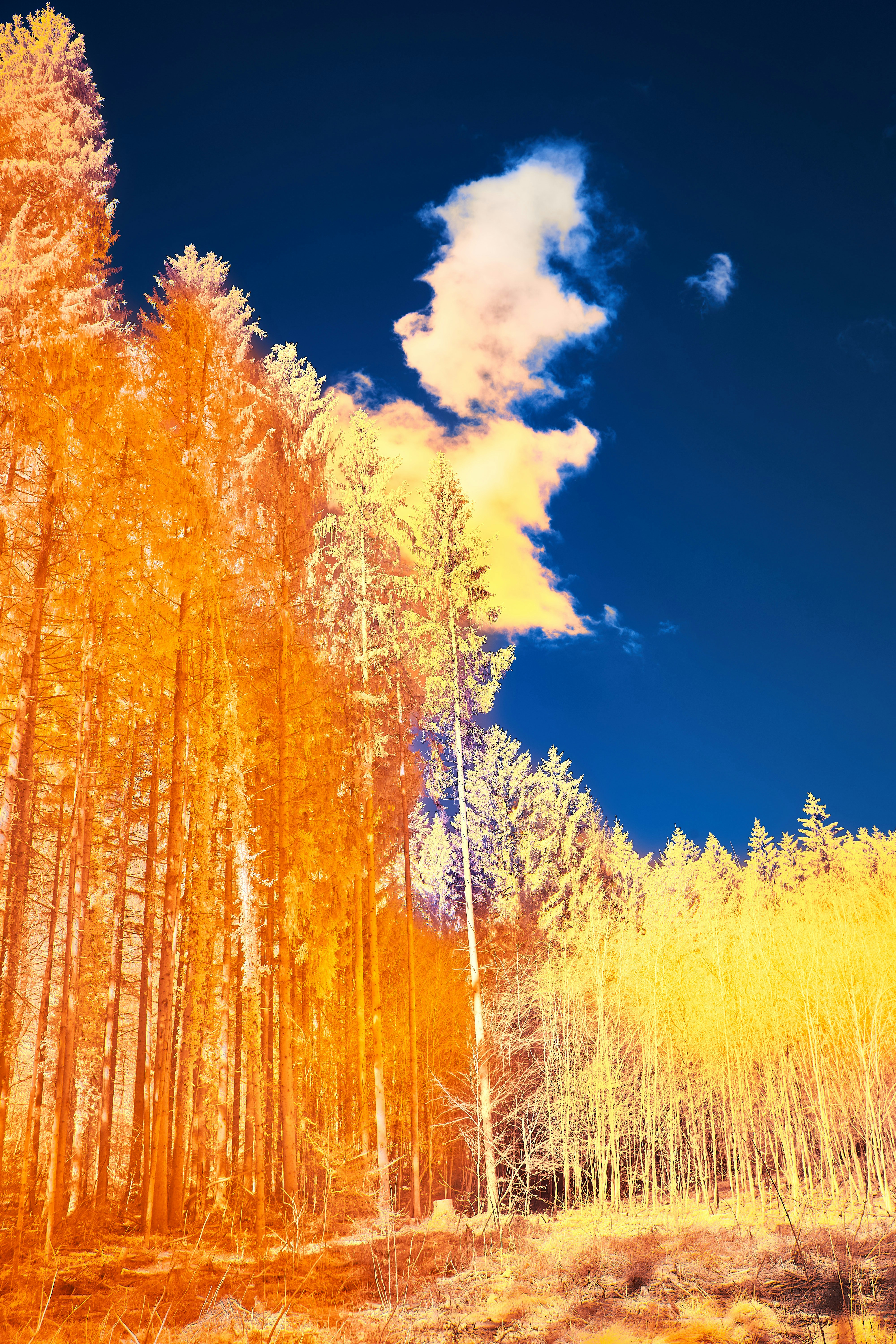 Photo by wolfgang_hasselmann