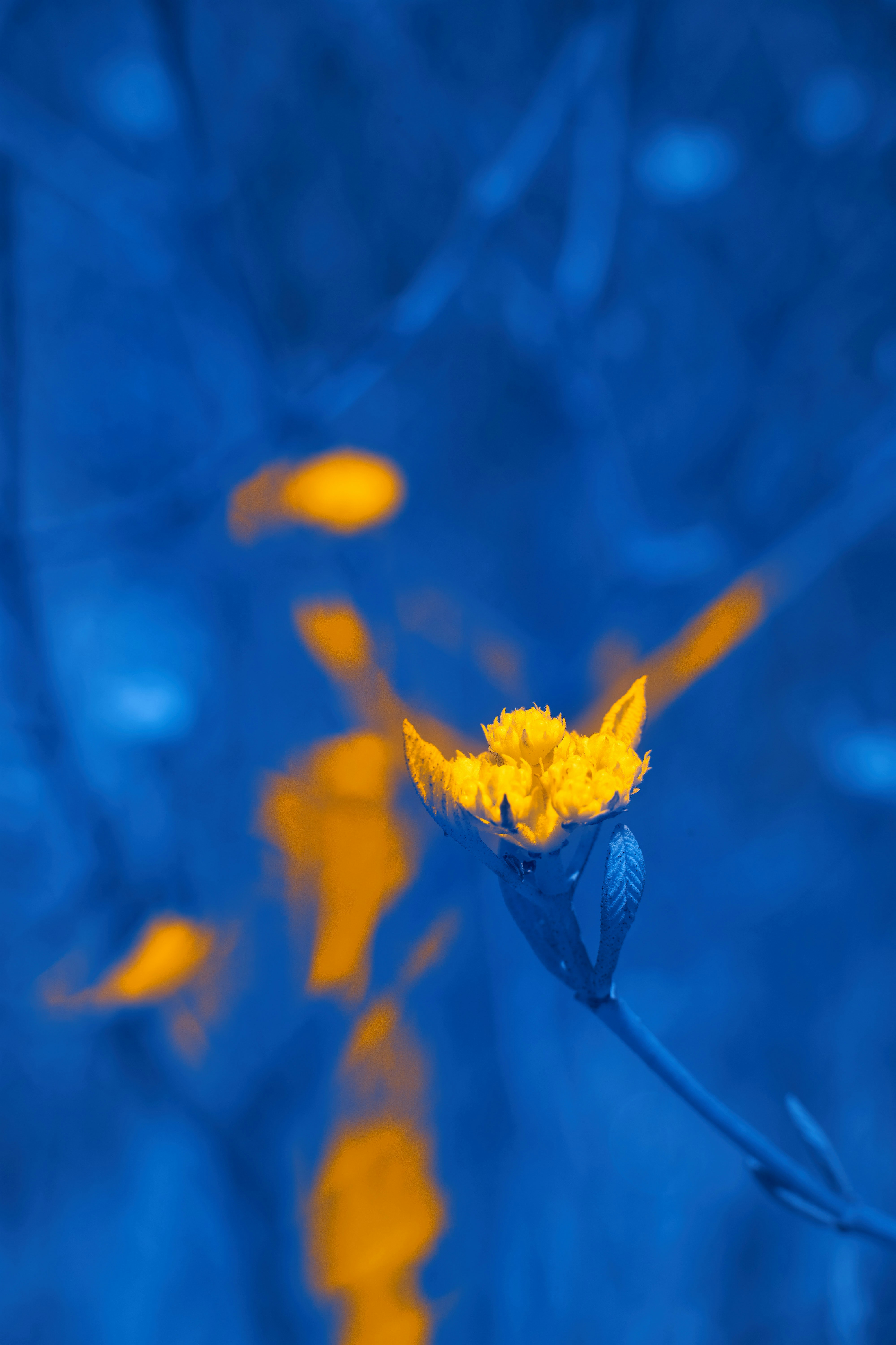 Photo by wolfgang_hasselmann