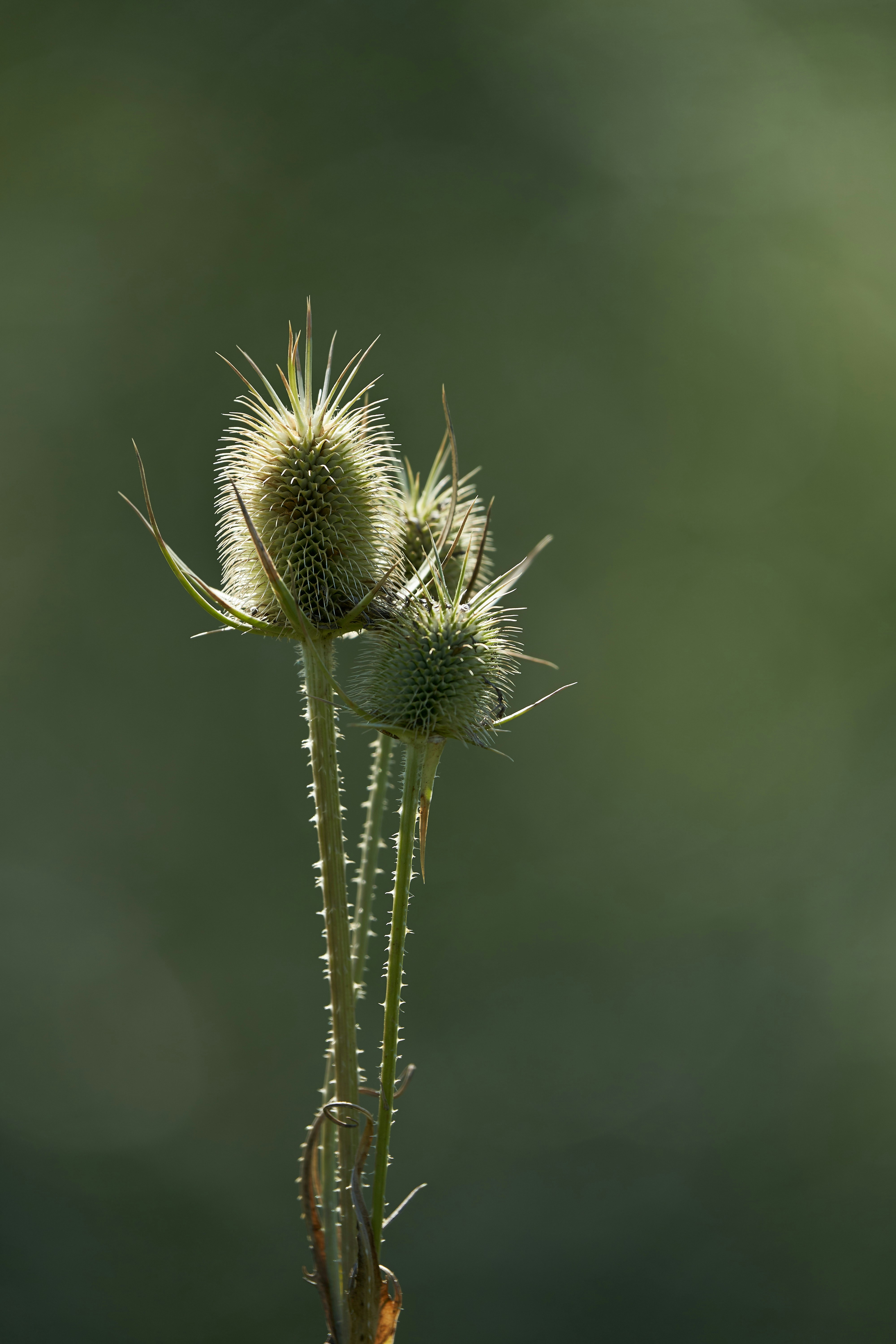 Photo by wolfgang_hasselmann