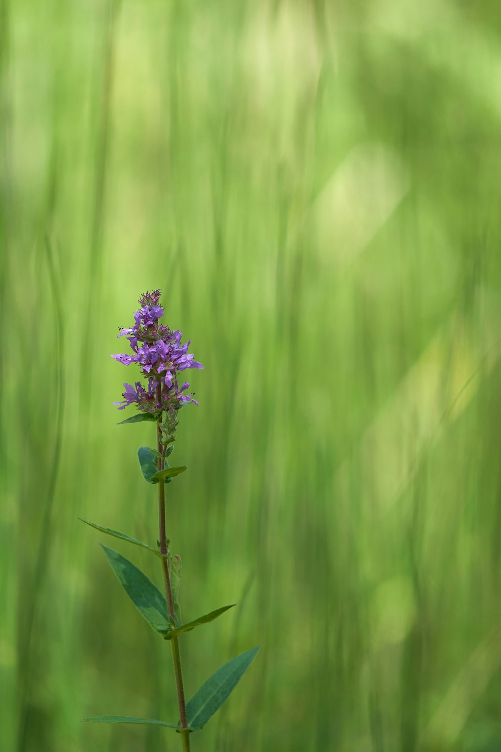 a purple flower on a stem