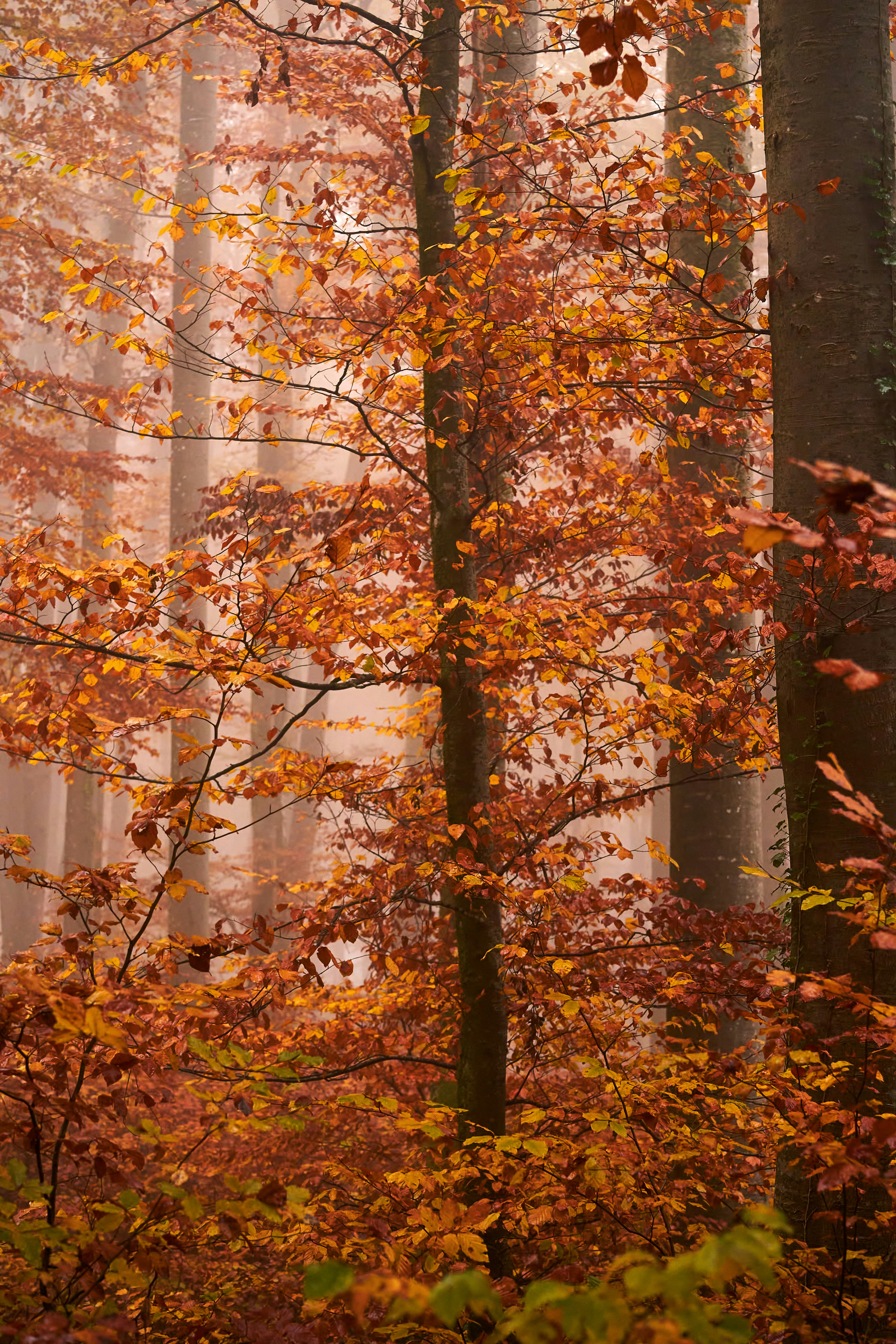 Photo by wolfgang_hasselmann