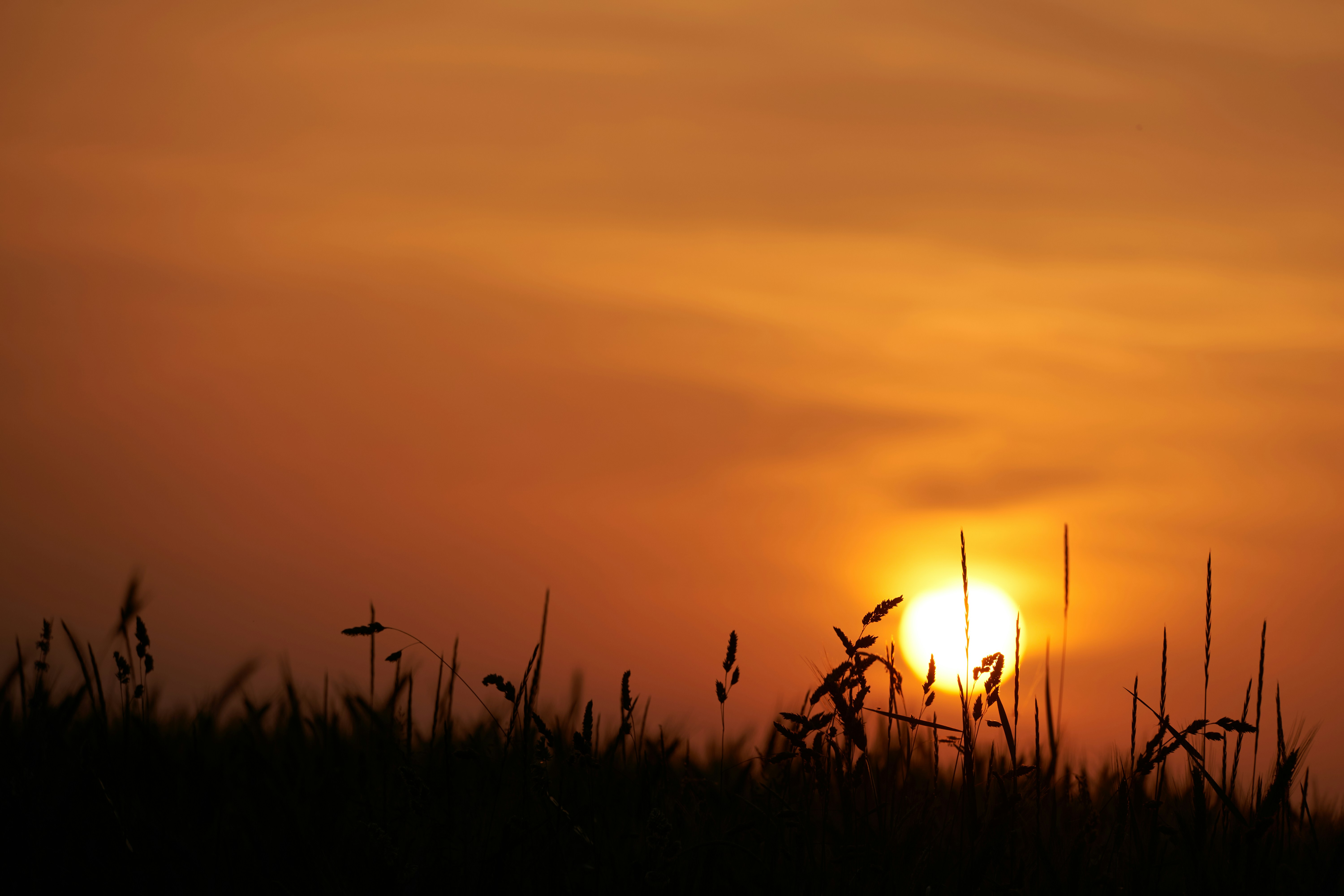 A field of grass with the sun setting in the background photo – Free Sunset  Image on Unsplash, image size:3000x2000