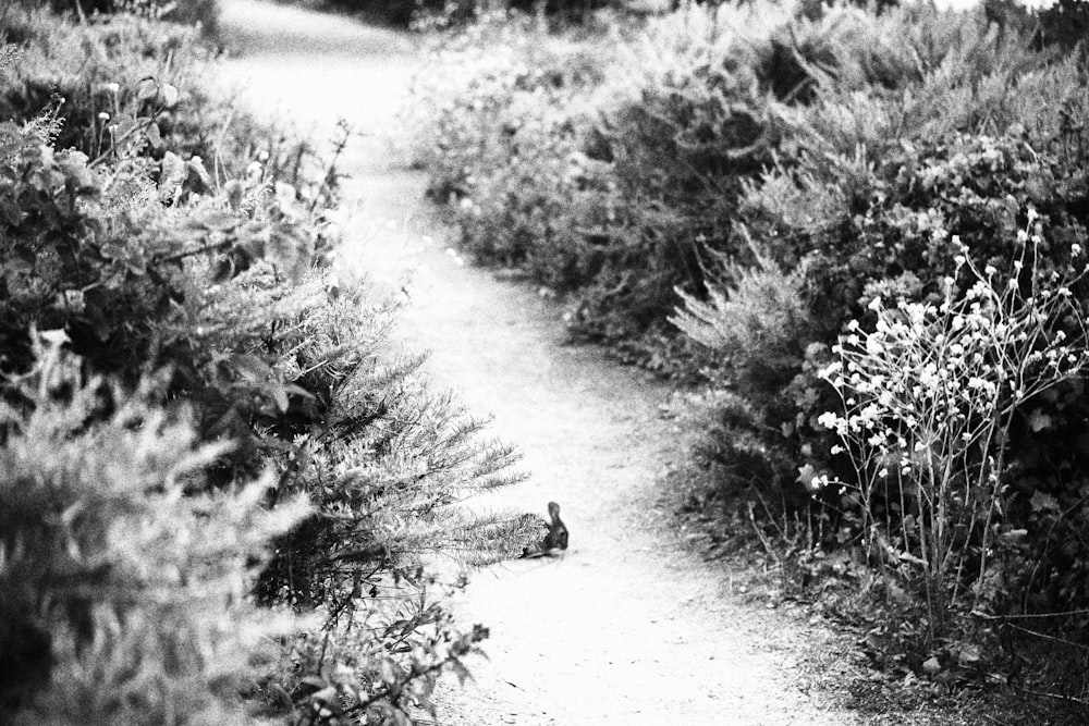 a dog walking on a path