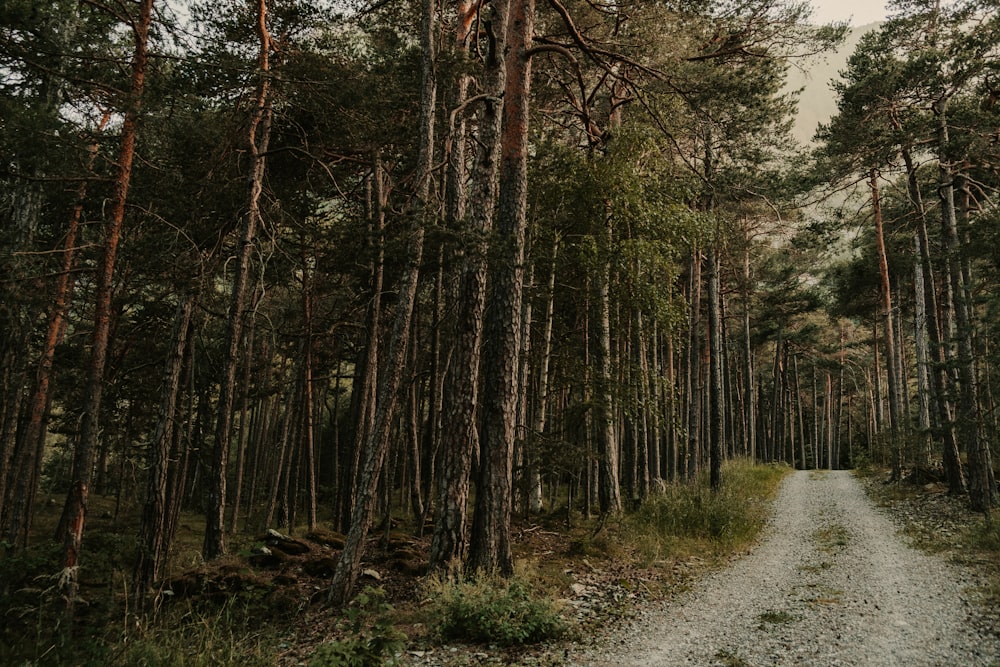 Eine unbefestigte Straße in einem Wald