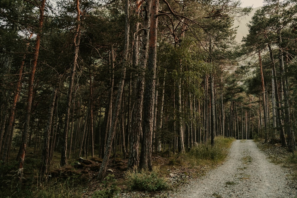 a dirt road in a forest
