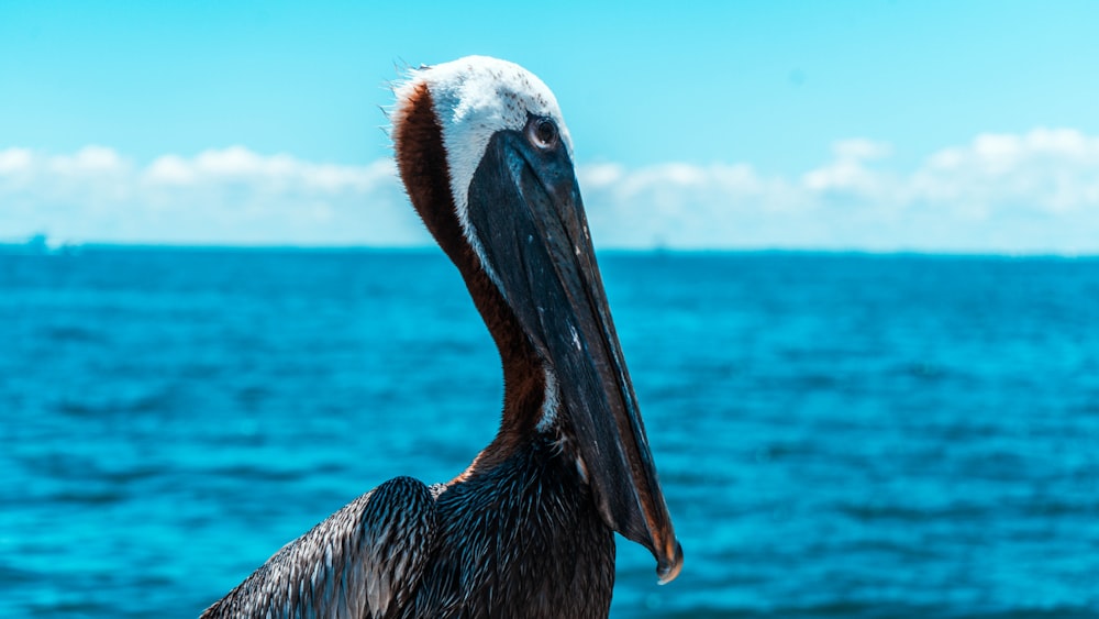 a bird with a long beak