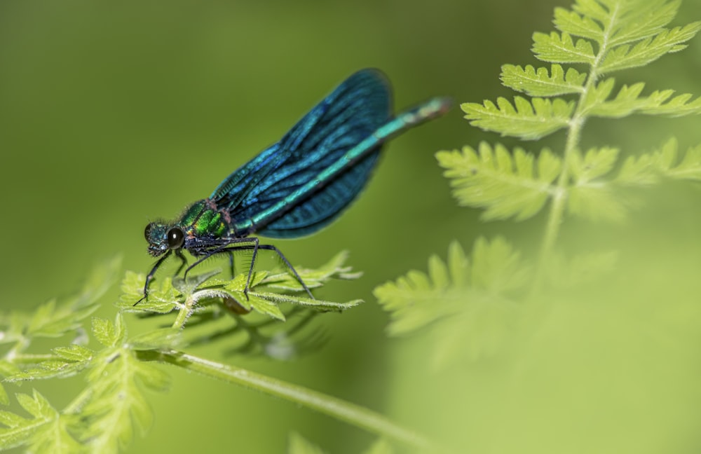 a blue insect on a leaf