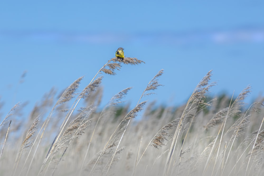 a bird flying over a snowy mountain