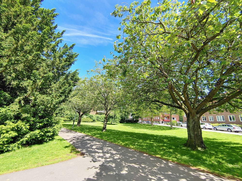 a path with trees and grass on the side