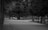 A black and white image featuring a small electric cart traveling down a tree-lined road in a park setting. The path is empty, winding gently, and flanked by tall trees on either side, creating a serene and secluded atmosphere. The dense foliage forms a natural canopy overhead.