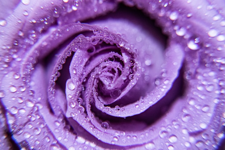 Purple Roses: Chapter One