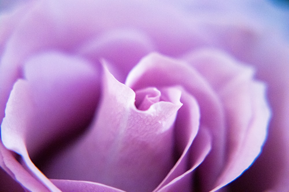 a close up of a pink flower