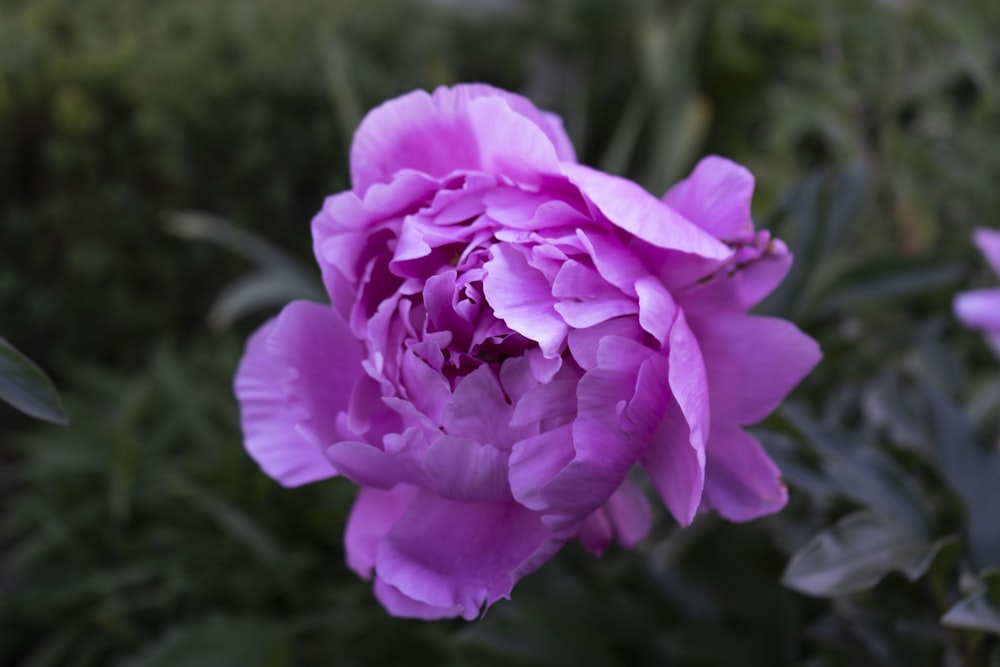 a close up of a flower