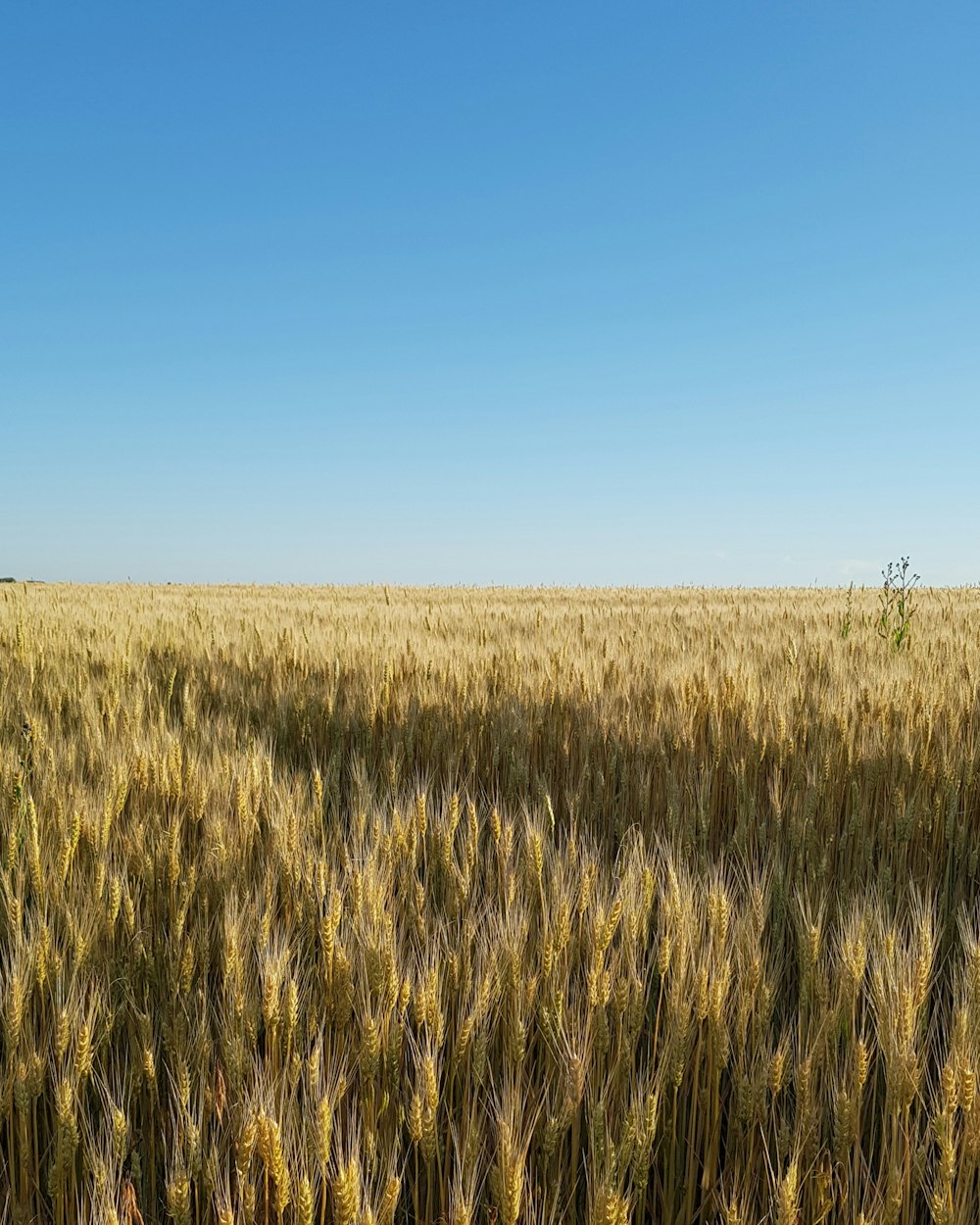 a field of wheat