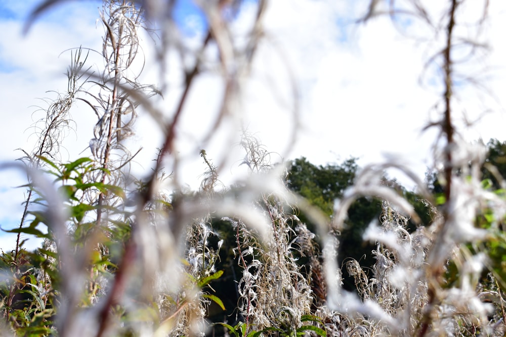 a close up of some plants