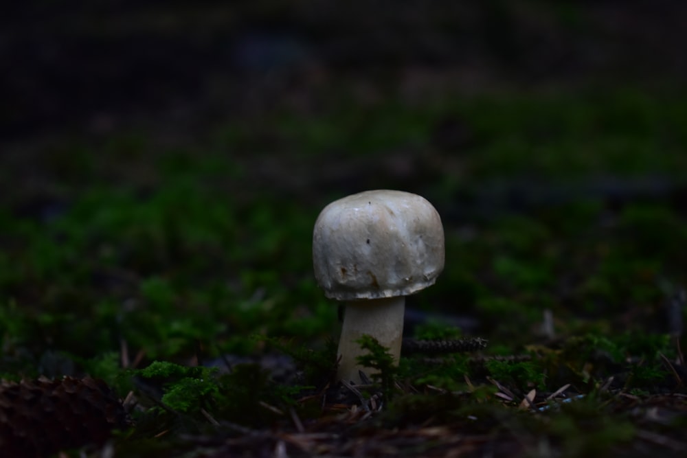 a mushroom growing in the grass