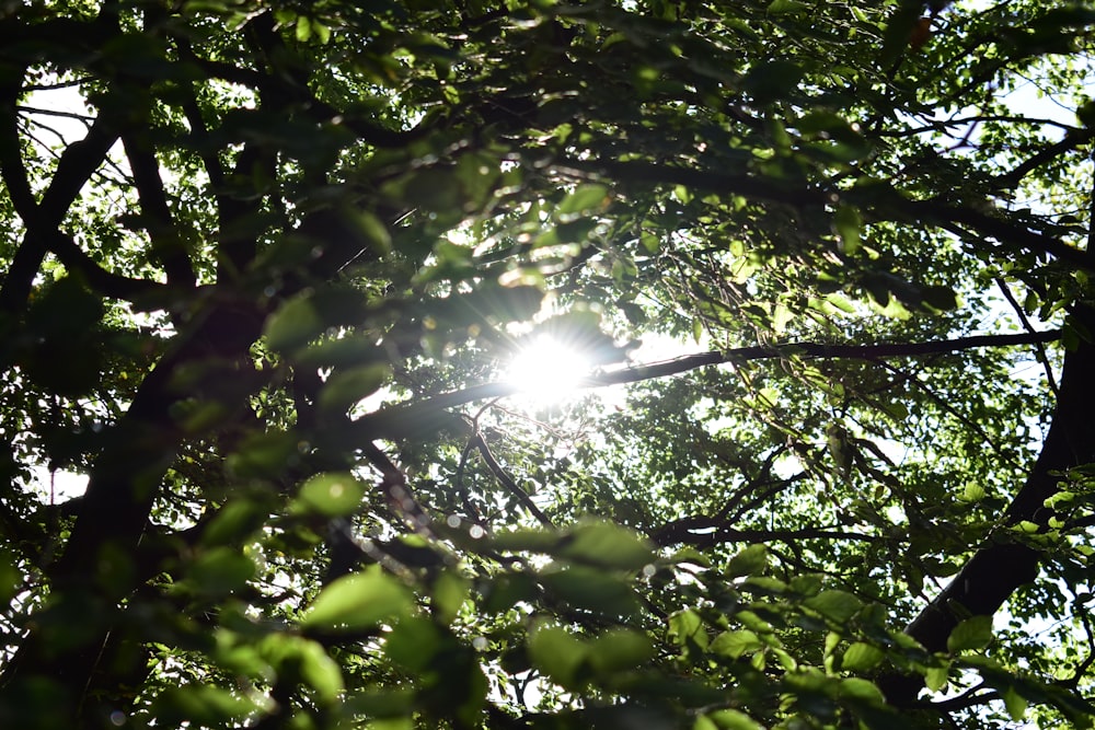 sun shining through the trees