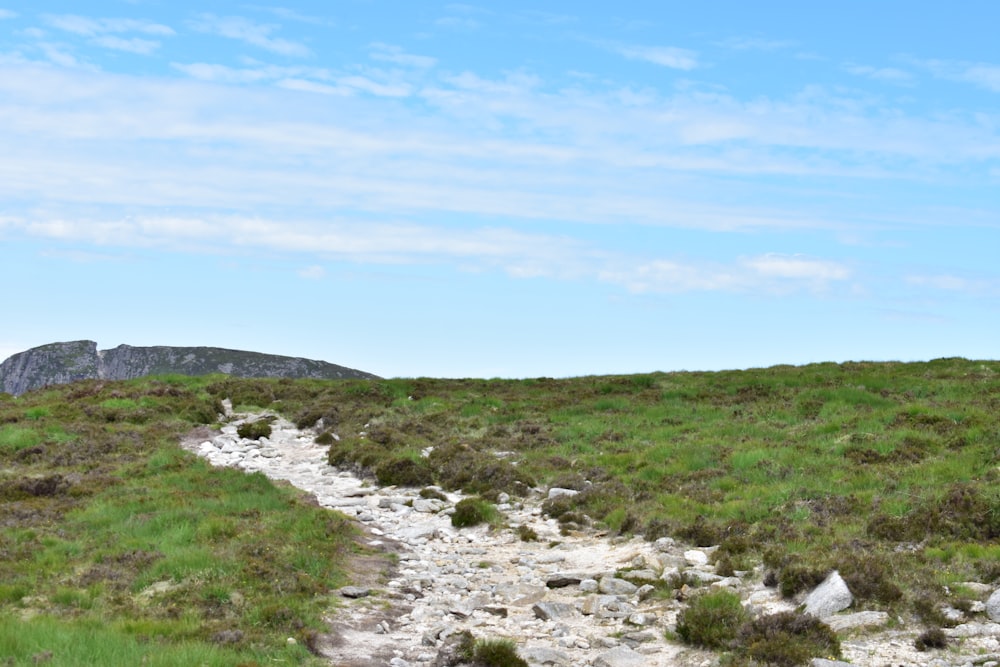 a rocky and grassy area