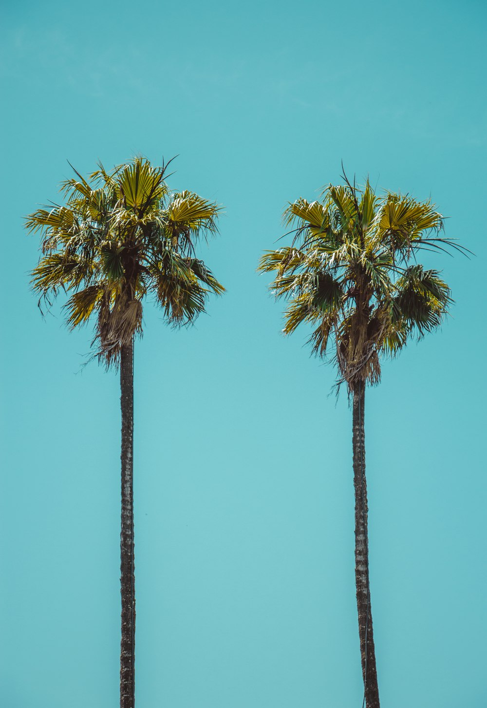 a couple of palm trees