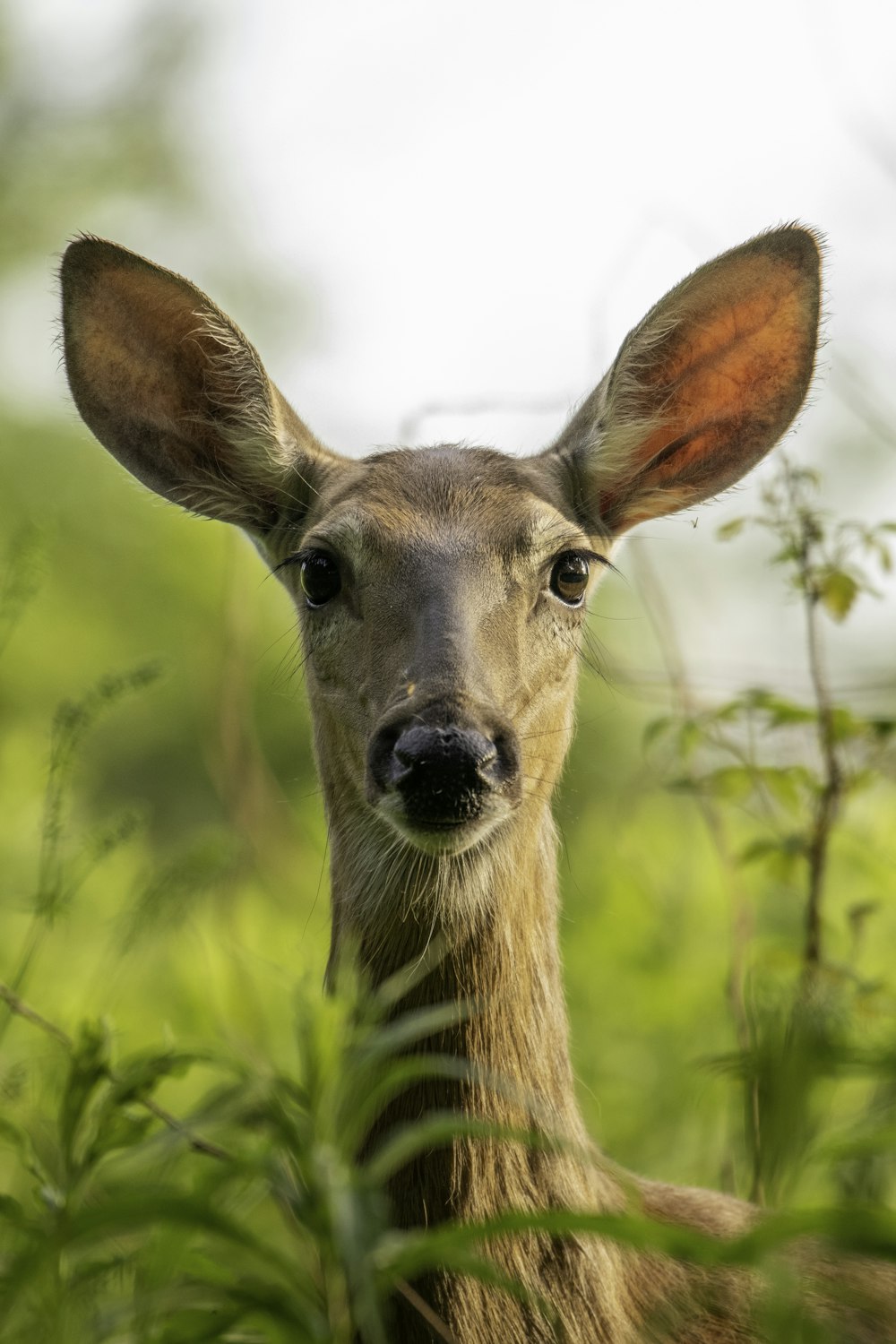 a deer with a long neck