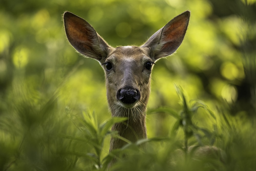 a deer in the grass