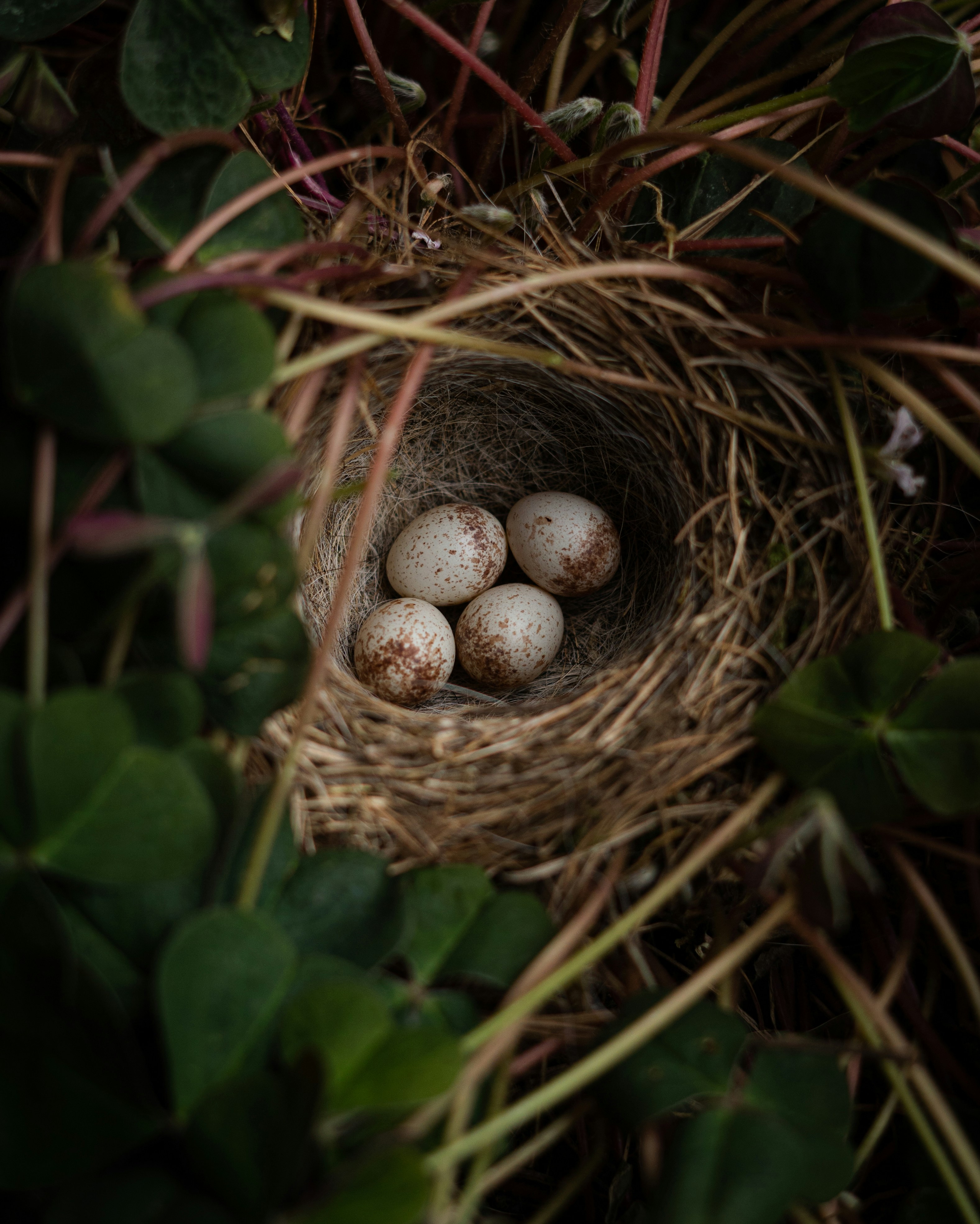 a light brown birds nest with white and brown speckled eggs is depicted between several dark green leaves.
