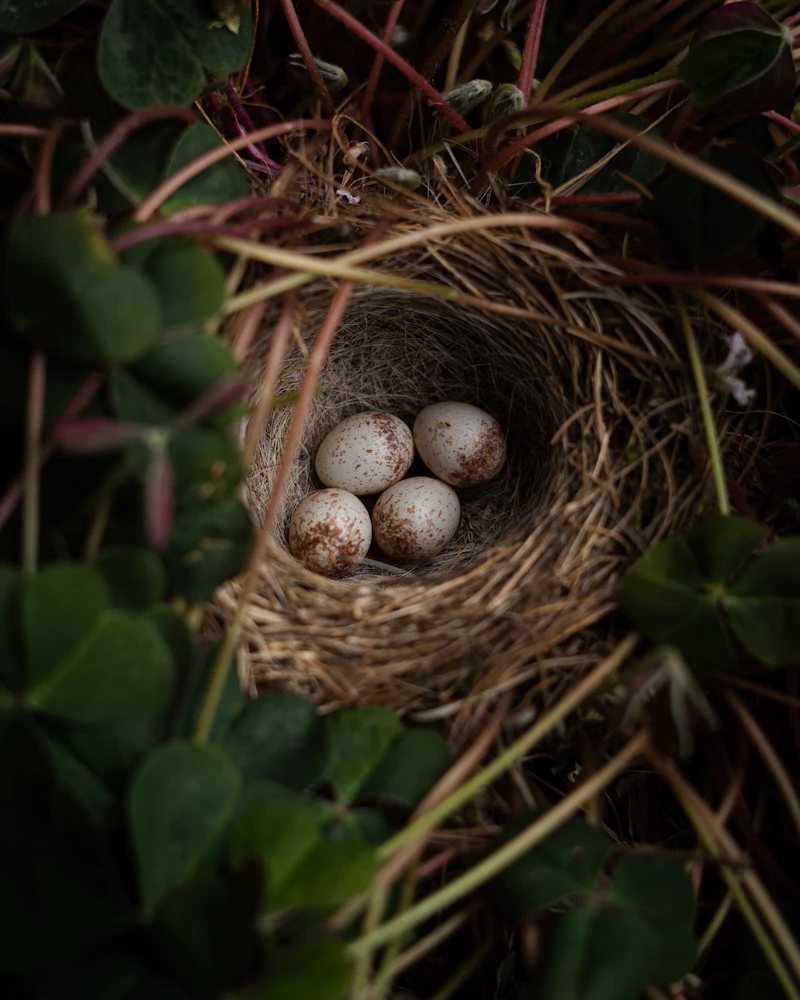 Freshly collected eggs — Hatchery Pro