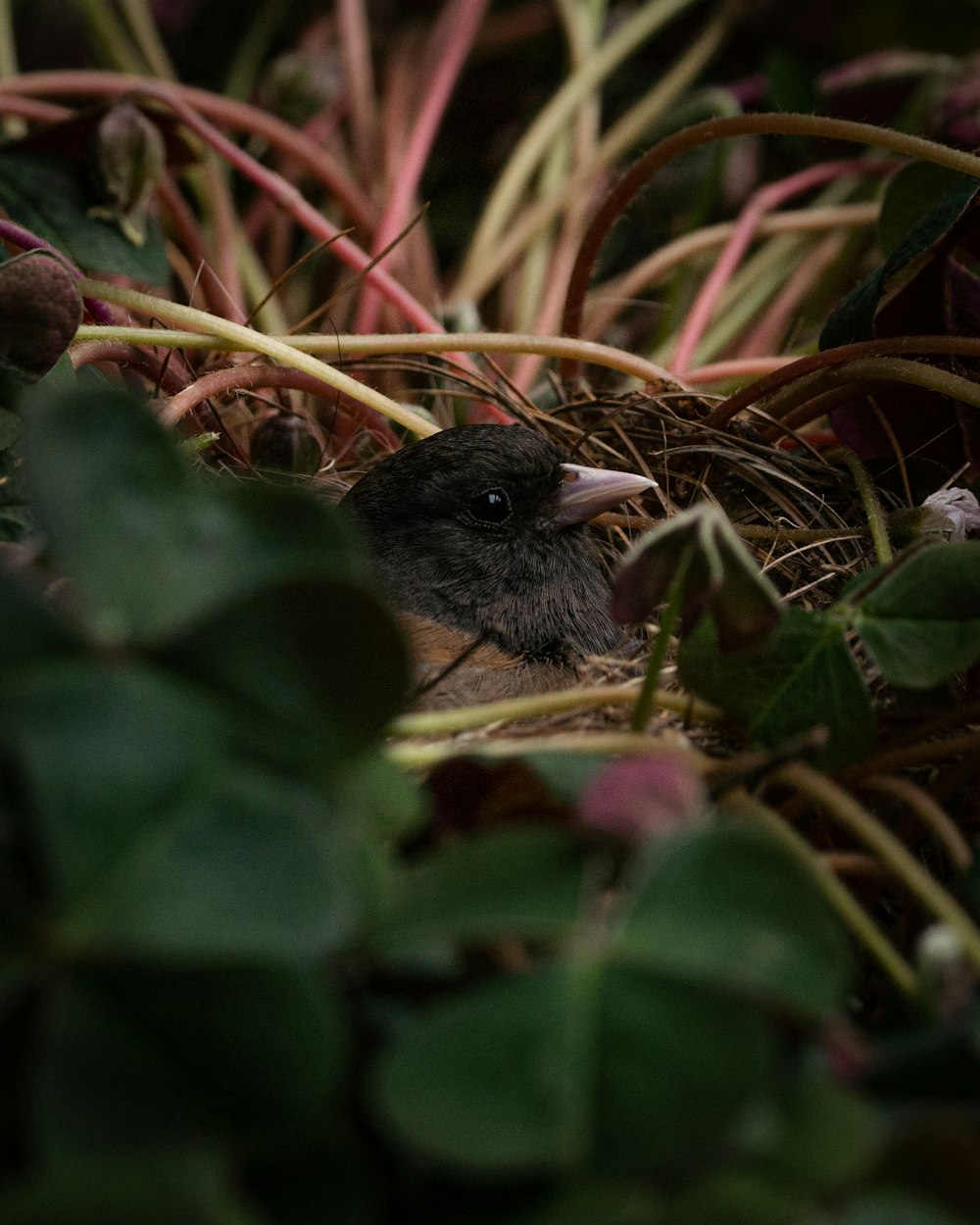 a small bird in a bush