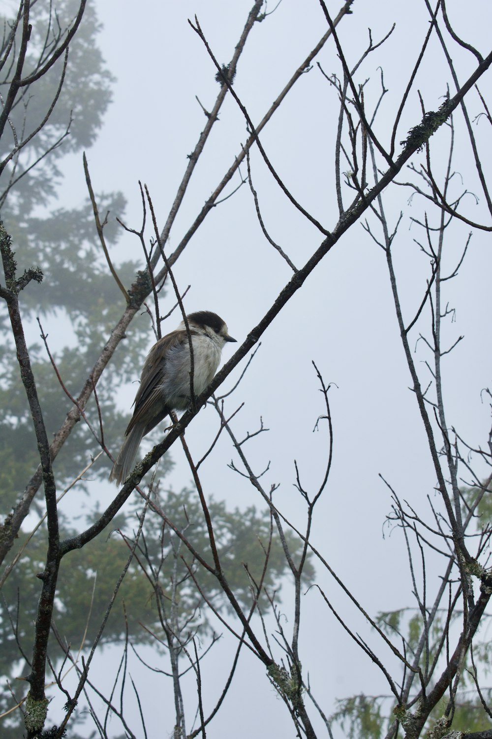 a bird sitting on a tree branch