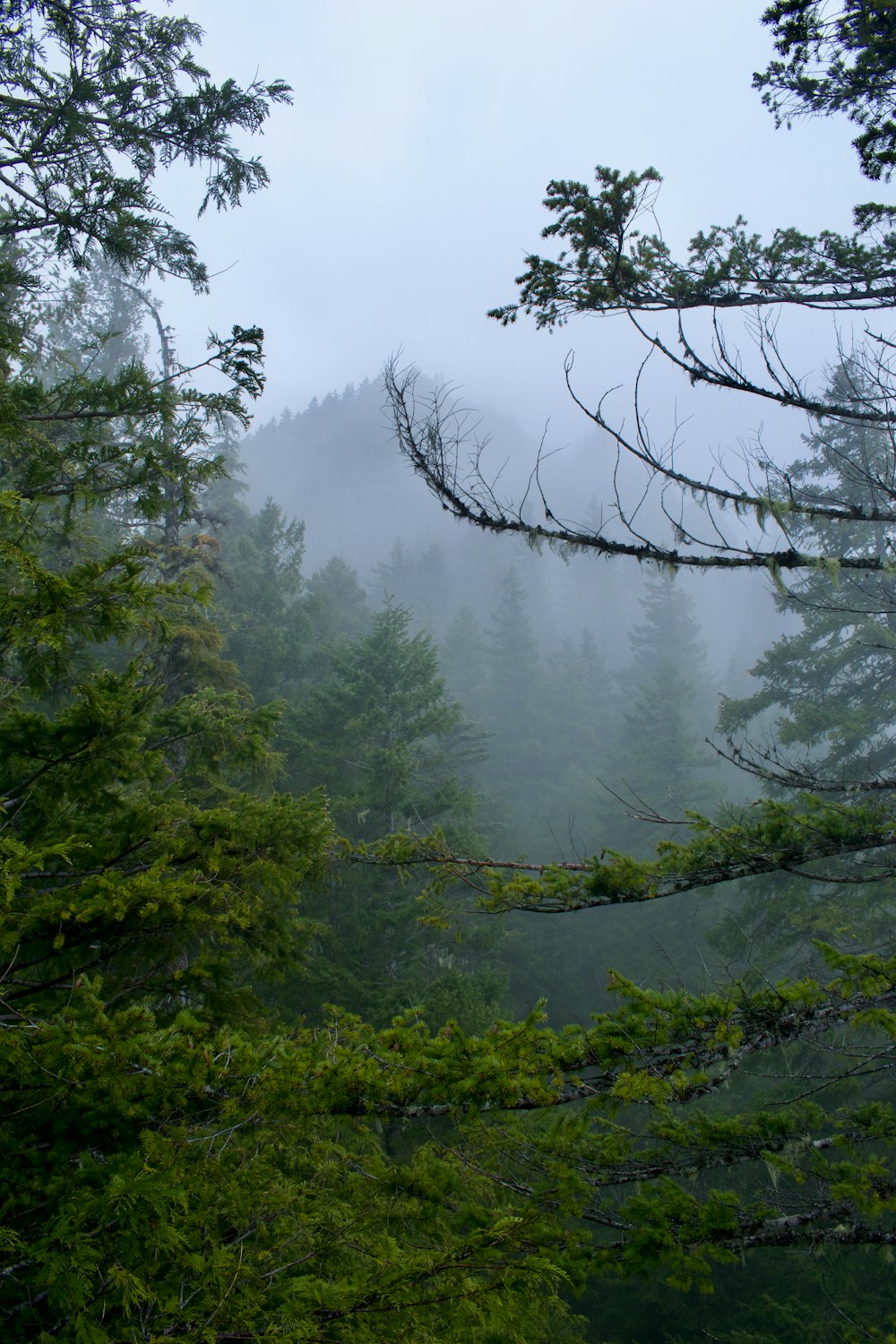 a forest with fog