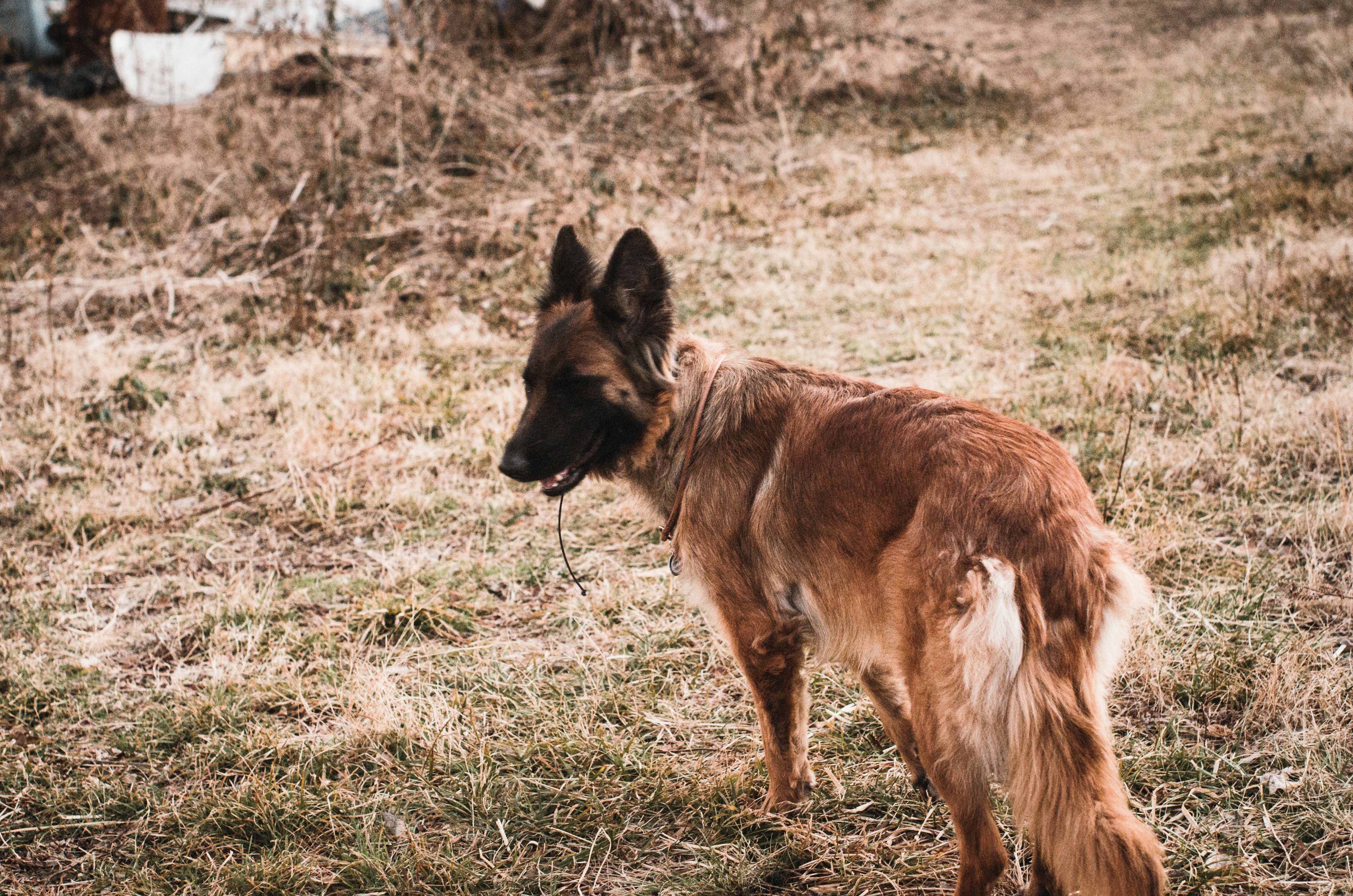 belgian malinois mix