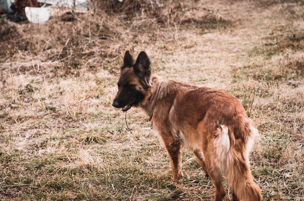 a dog standing in a field