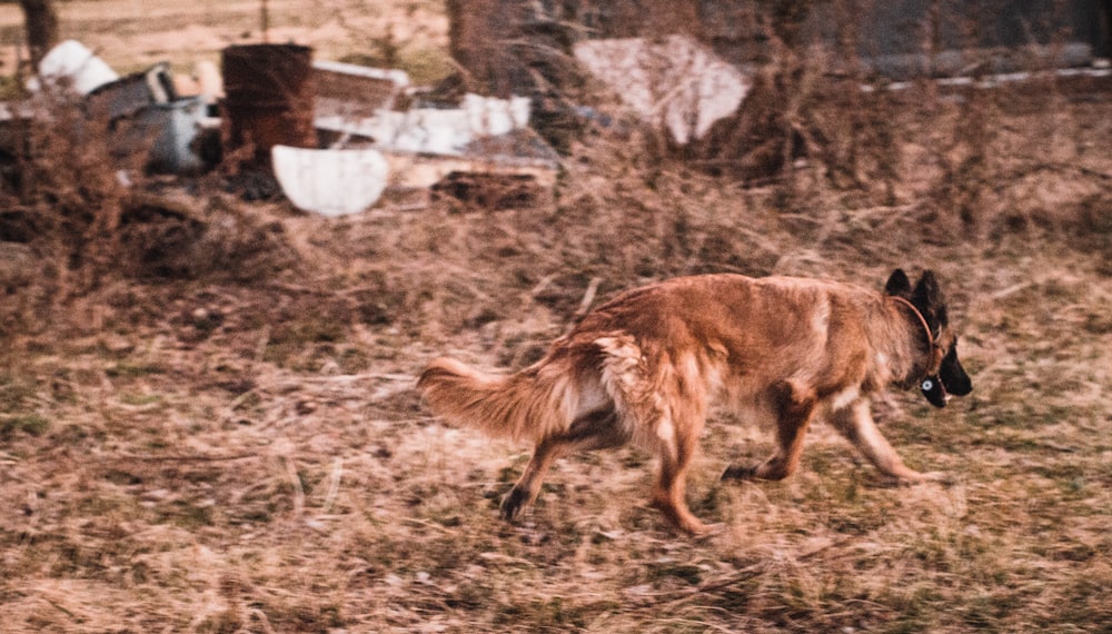 Ein Hund läuft auf einem Feld