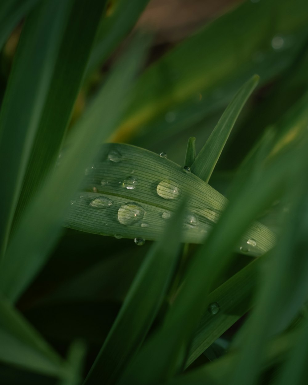 water droplets on a leaf