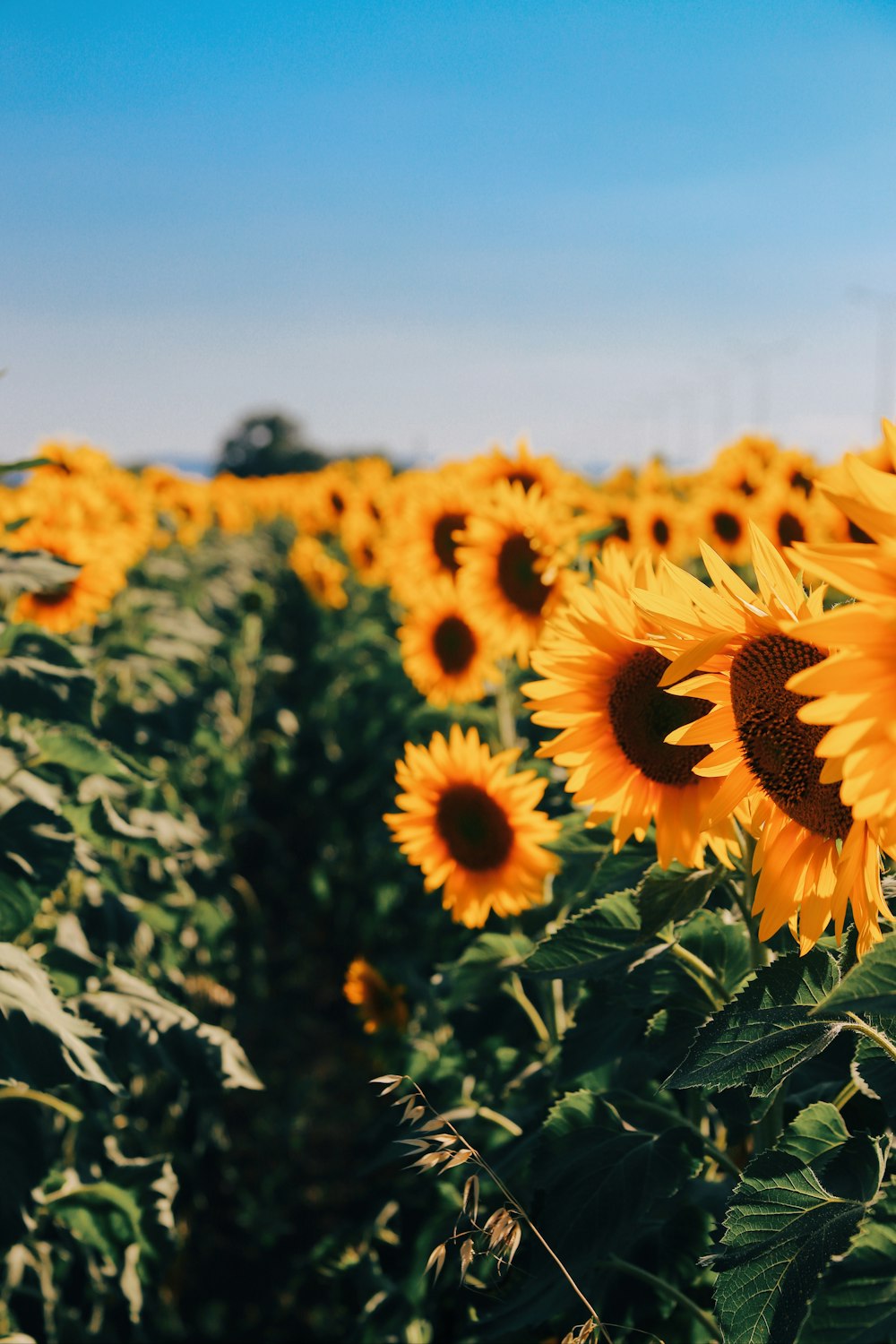 a group of sunflowers