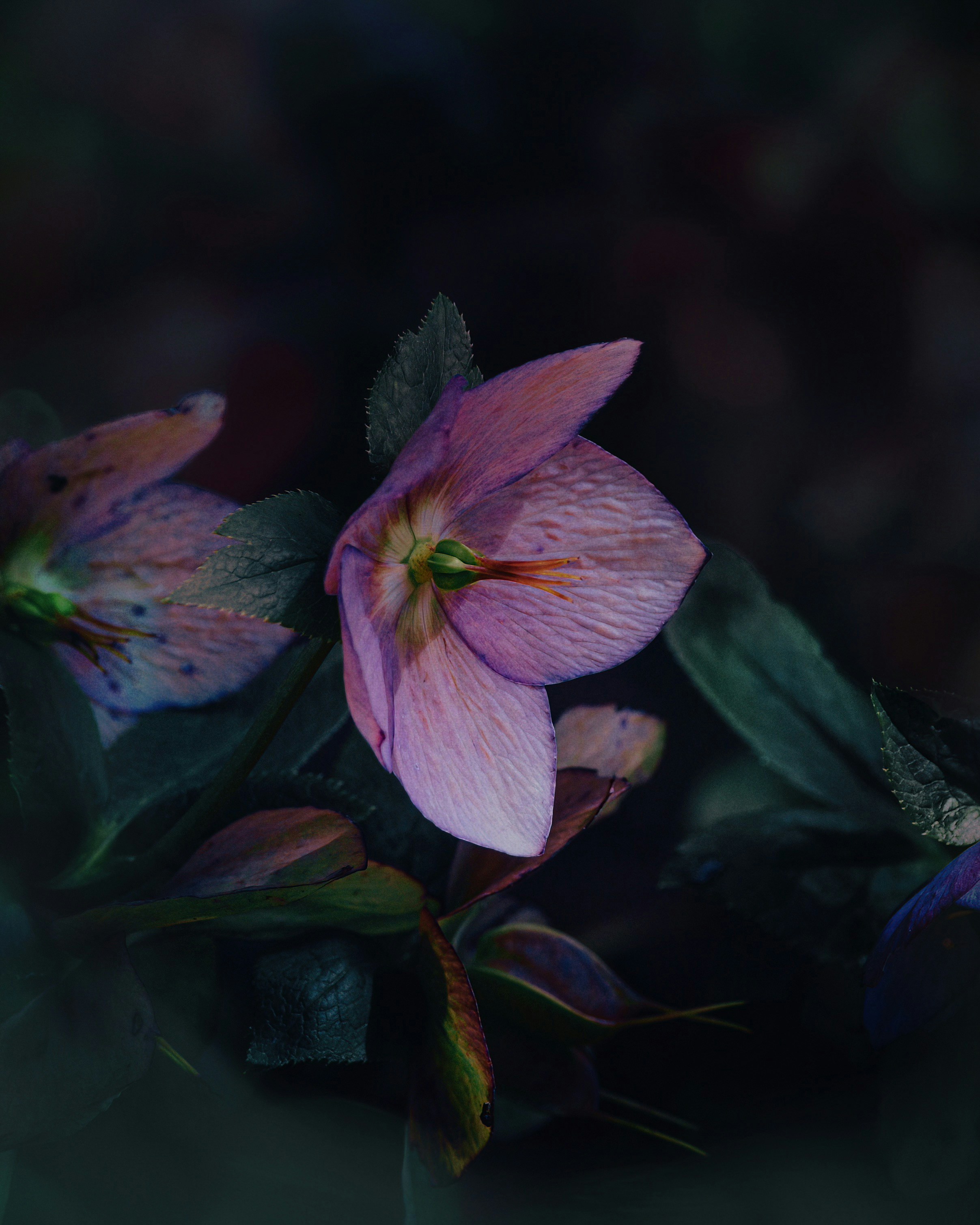 Photo by lancereis