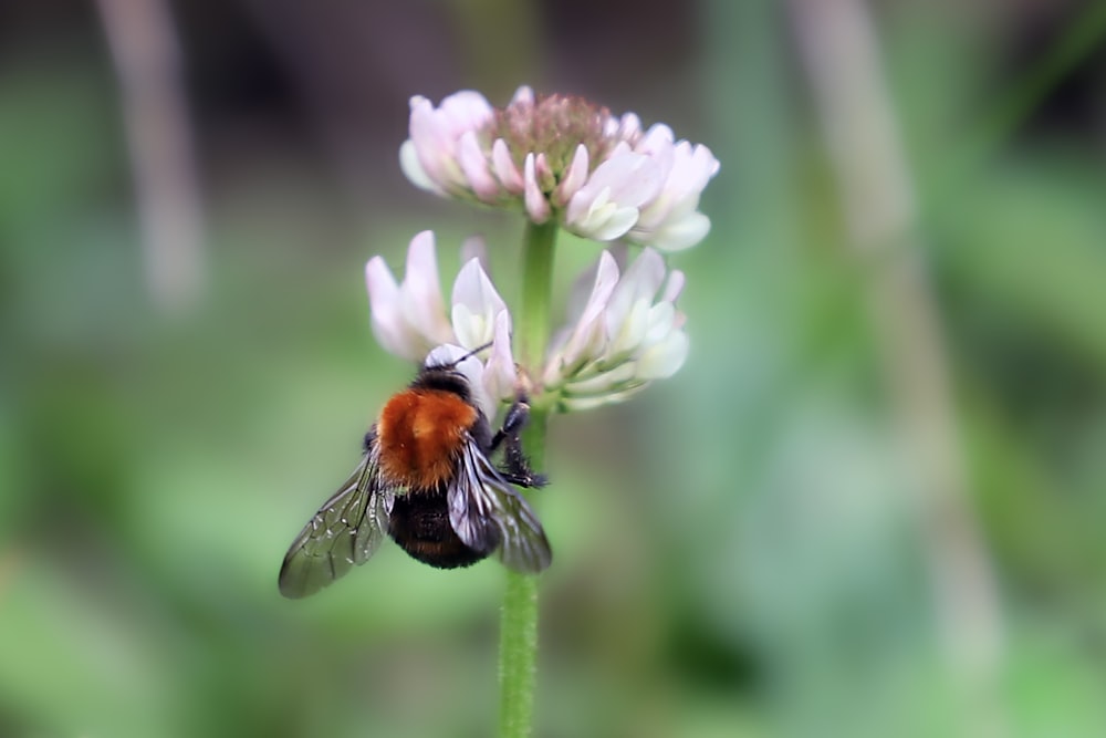 a bee on a flower