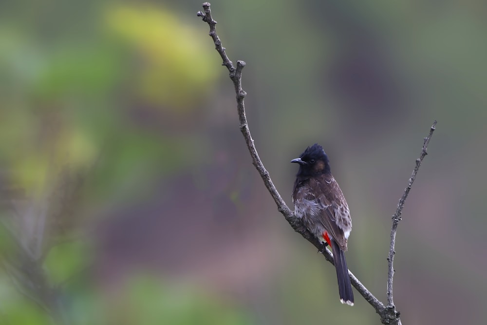 a bird sitting on a branch