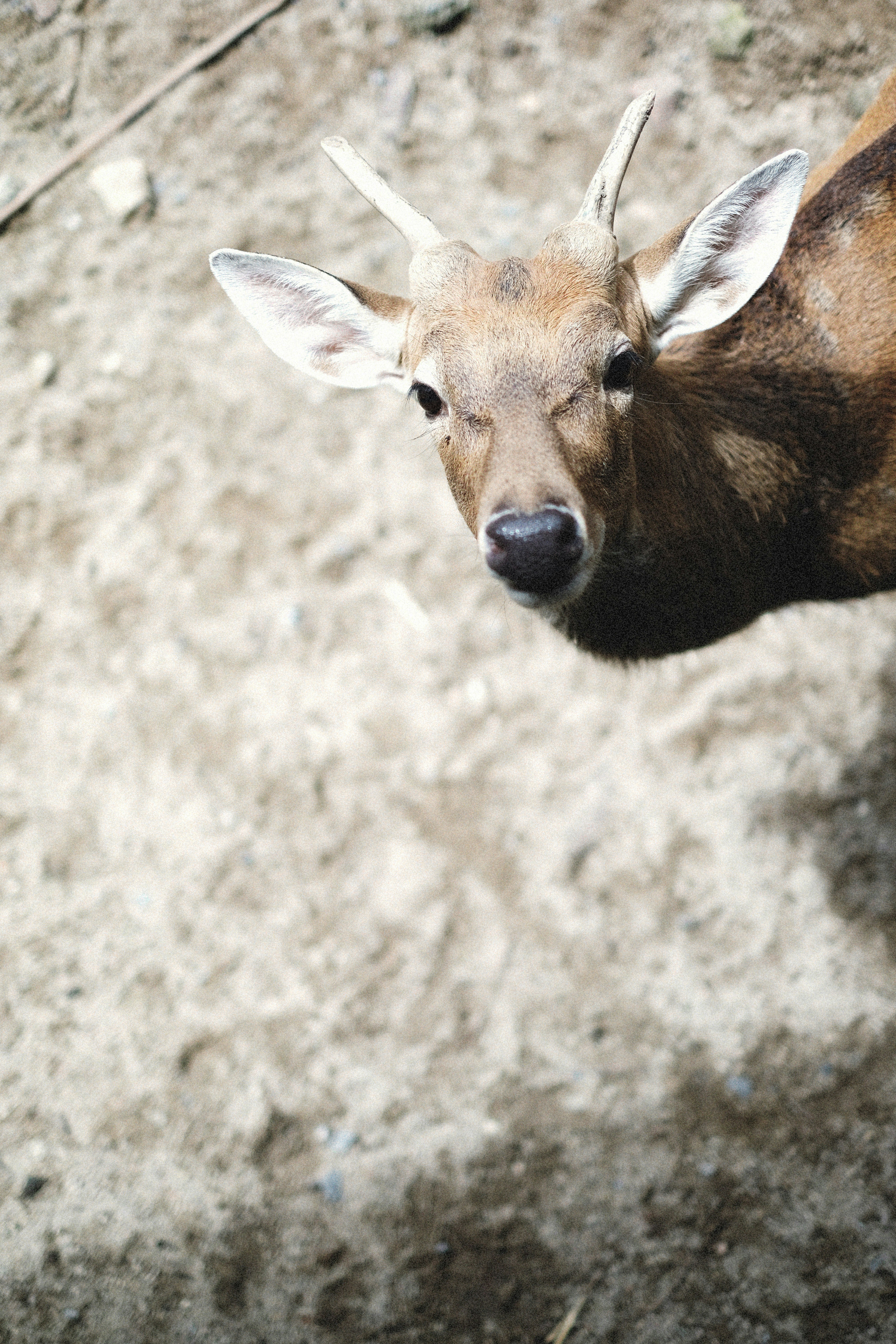 a deer with antlers