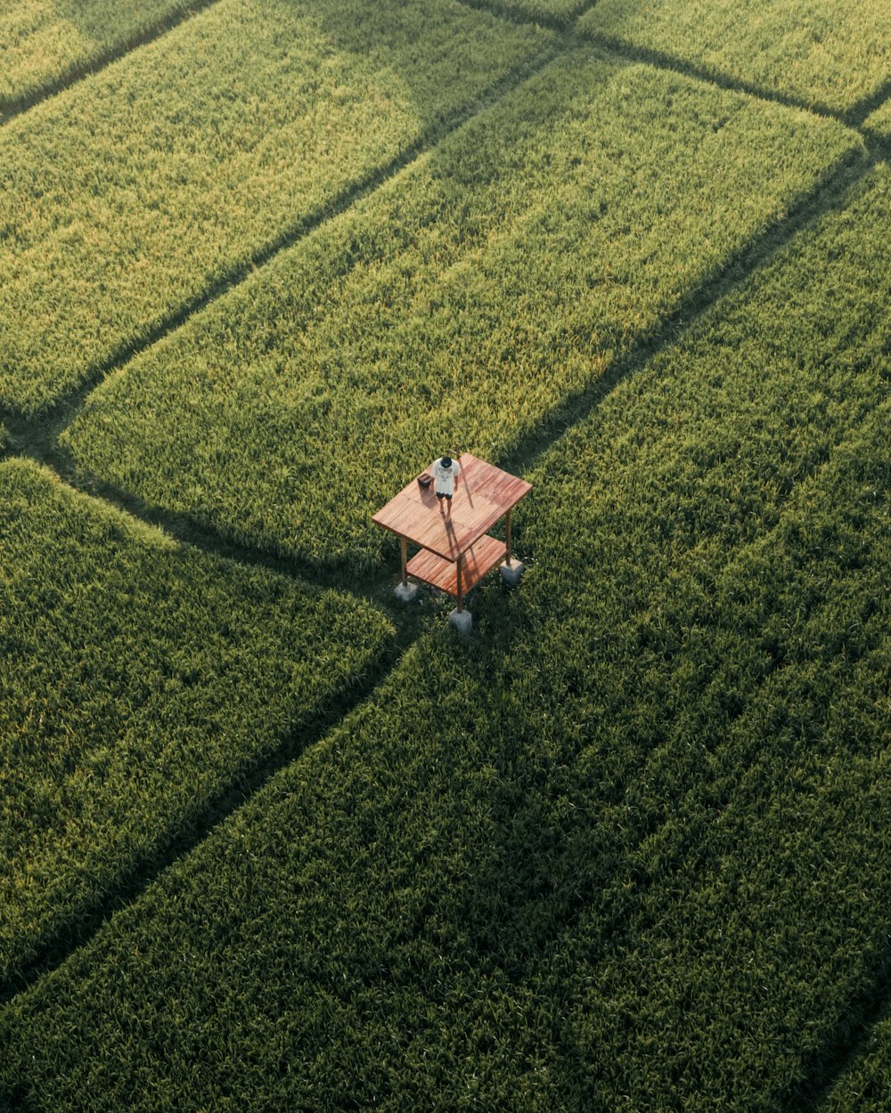 a dog sitting in a field