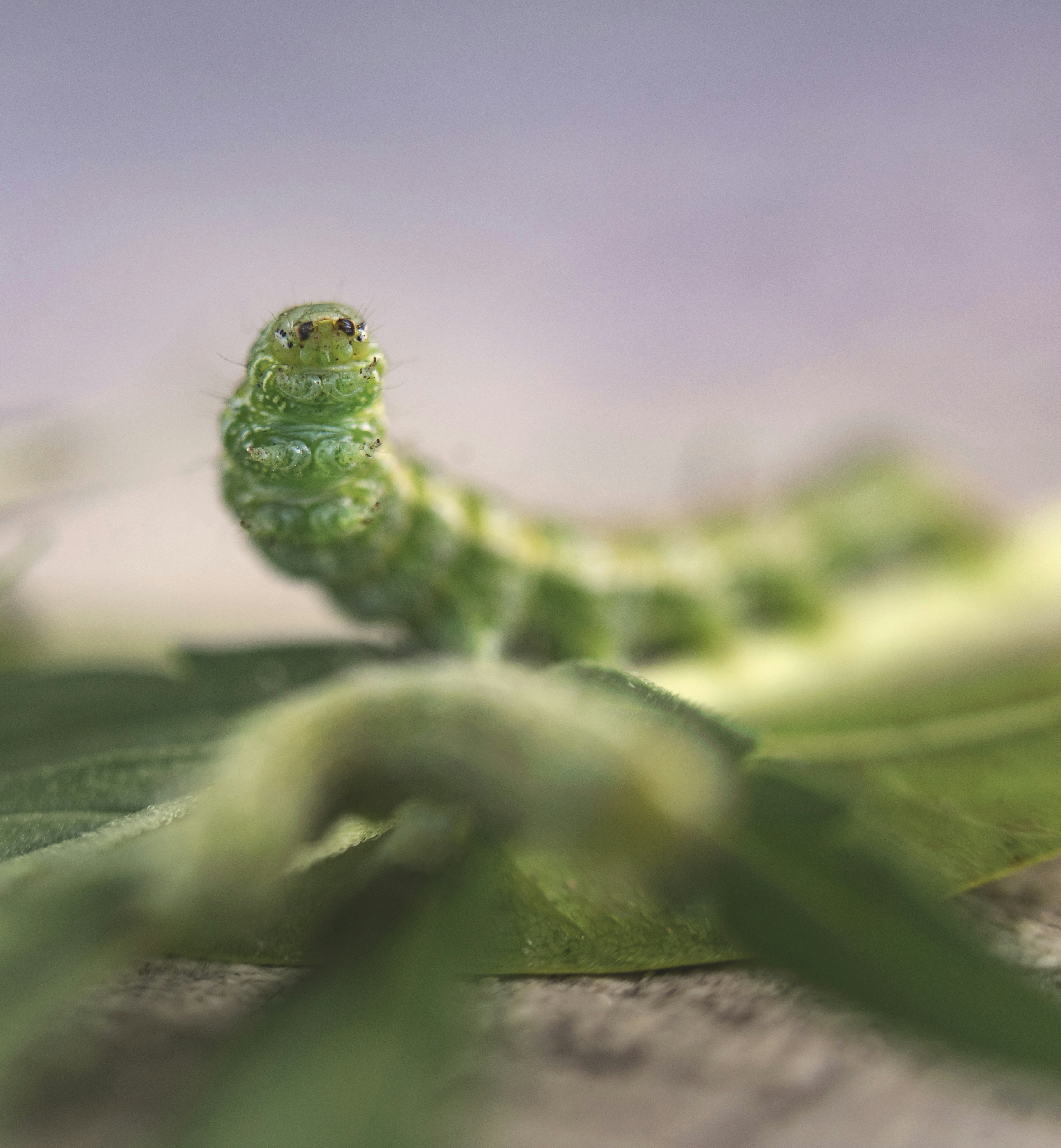 Photo by leo_visions_