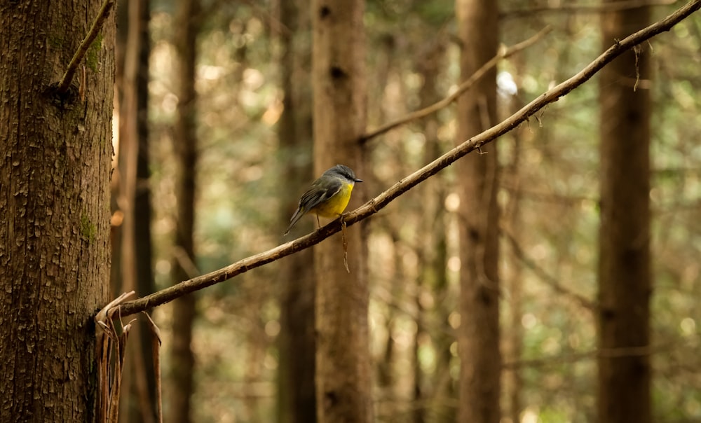 a bird perched on a tree branch