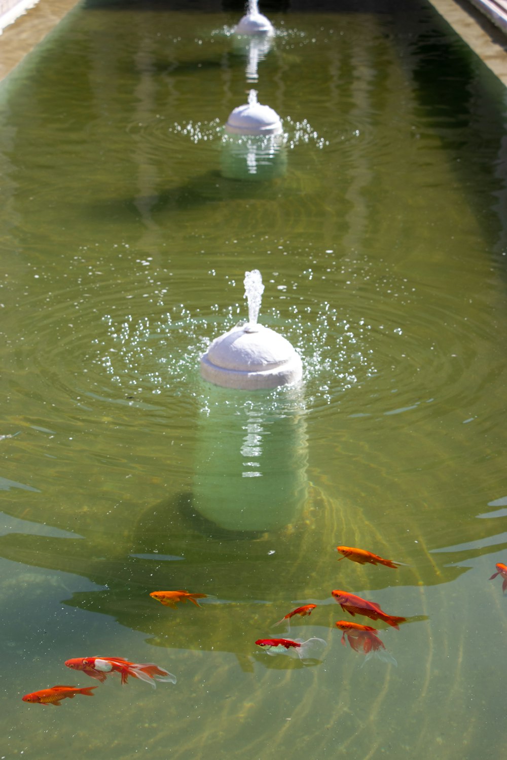 Un estanque con un grupo de peces